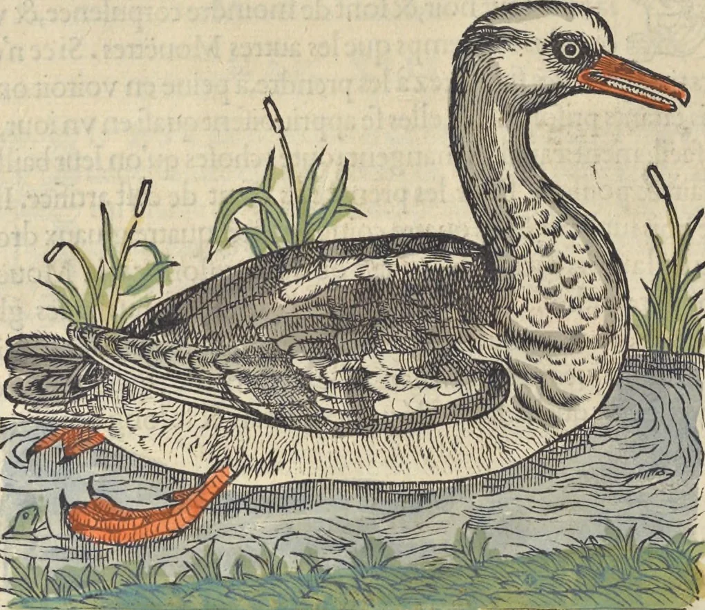 An illustration from L'histoire de la natvre des oyseavx : avec levrs descriptions, & naïfs portraicts retirez du natvrel, escrite en sept livres, 1555, leaf 203