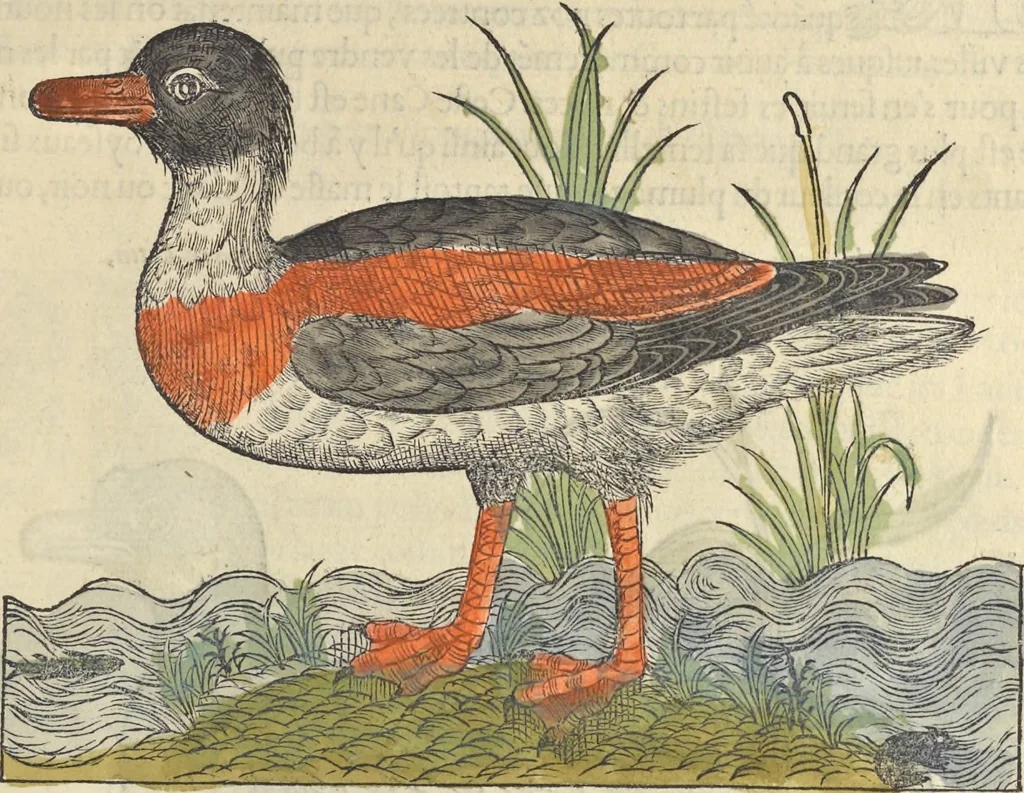 An illustration from L'histoire de la natvre des oyseavx : avec levrs descriptions, & naïfs portraicts retirez du natvrel, escrite en sept livres, 1555, leaf 204