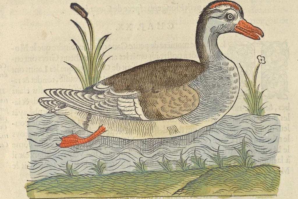 An illustration from L'histoire de la natvre des oyseavx : avec levrs descriptions, & naïfs portraicts retirez du natvrel, escrite en sept livres, 1555, leaf 207