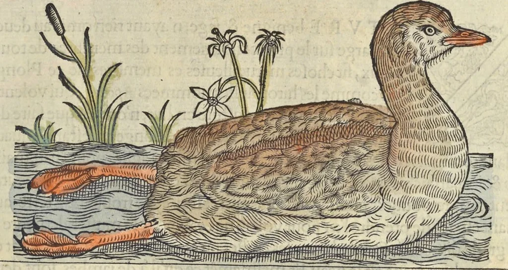 An illustration from L'histoire de la natvre des oyseavx : avec levrs descriptions, & naïfs portraicts retirez du natvrel, escrite en sept livres, 1555, leaf 208