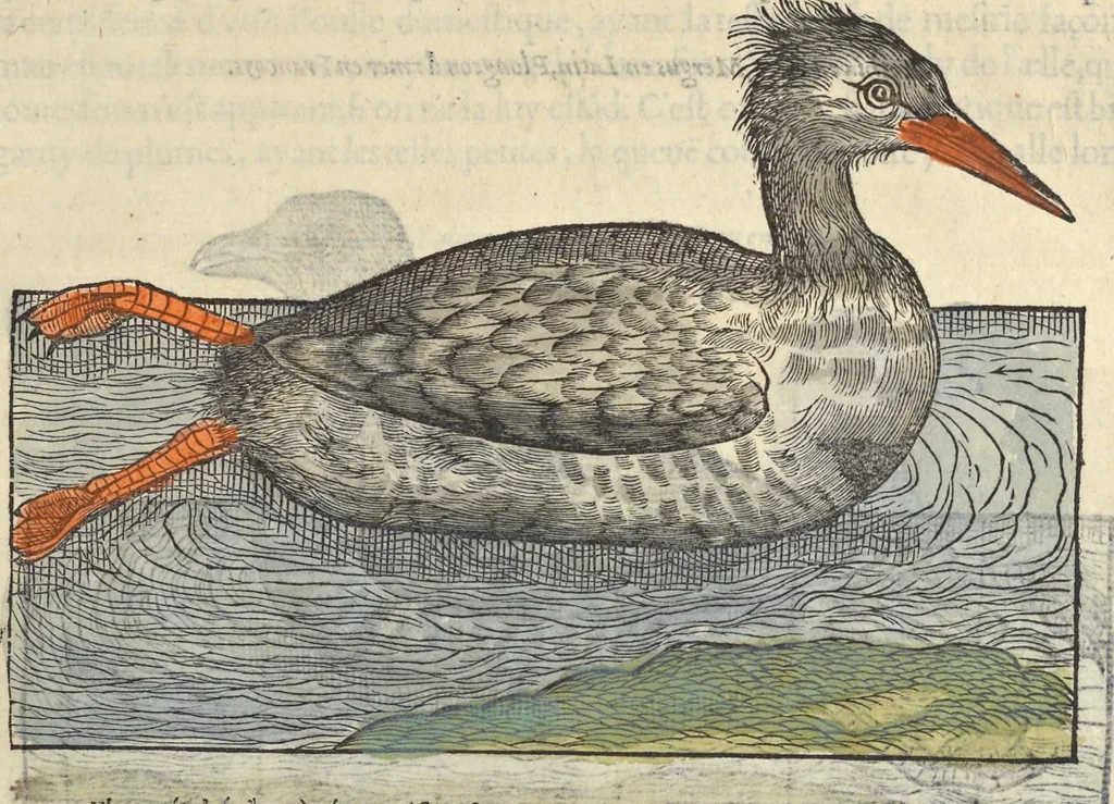 An illustration from L'histoire de la natvre des oyseavx : avec levrs descriptions, & naïfs portraicts retirez du natvrel, escrite en sept livres, 1555, leaf 210