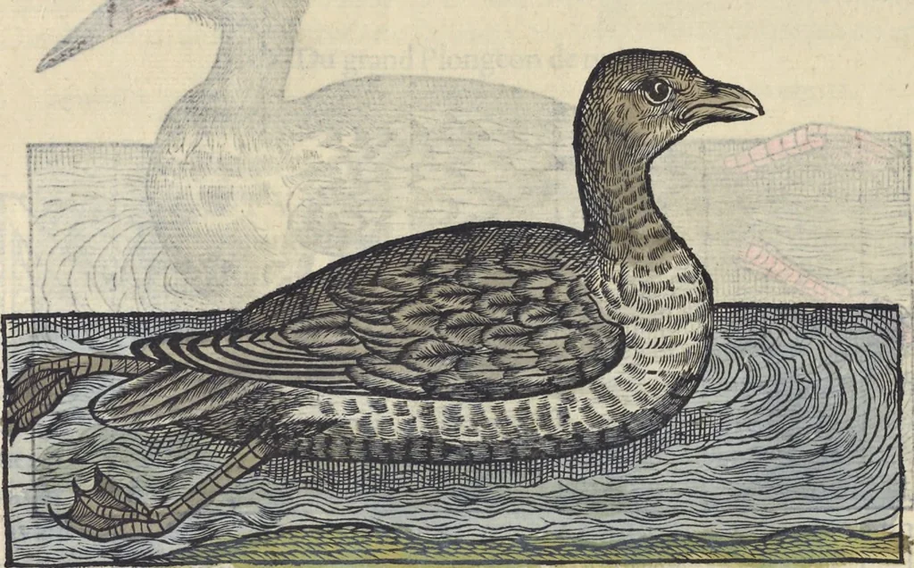 An illustration from L'histoire de la natvre des oyseavx : avec levrs descriptions, & naïfs portraicts retirez du natvrel, escrite en sept livres, 1555, leaf 211