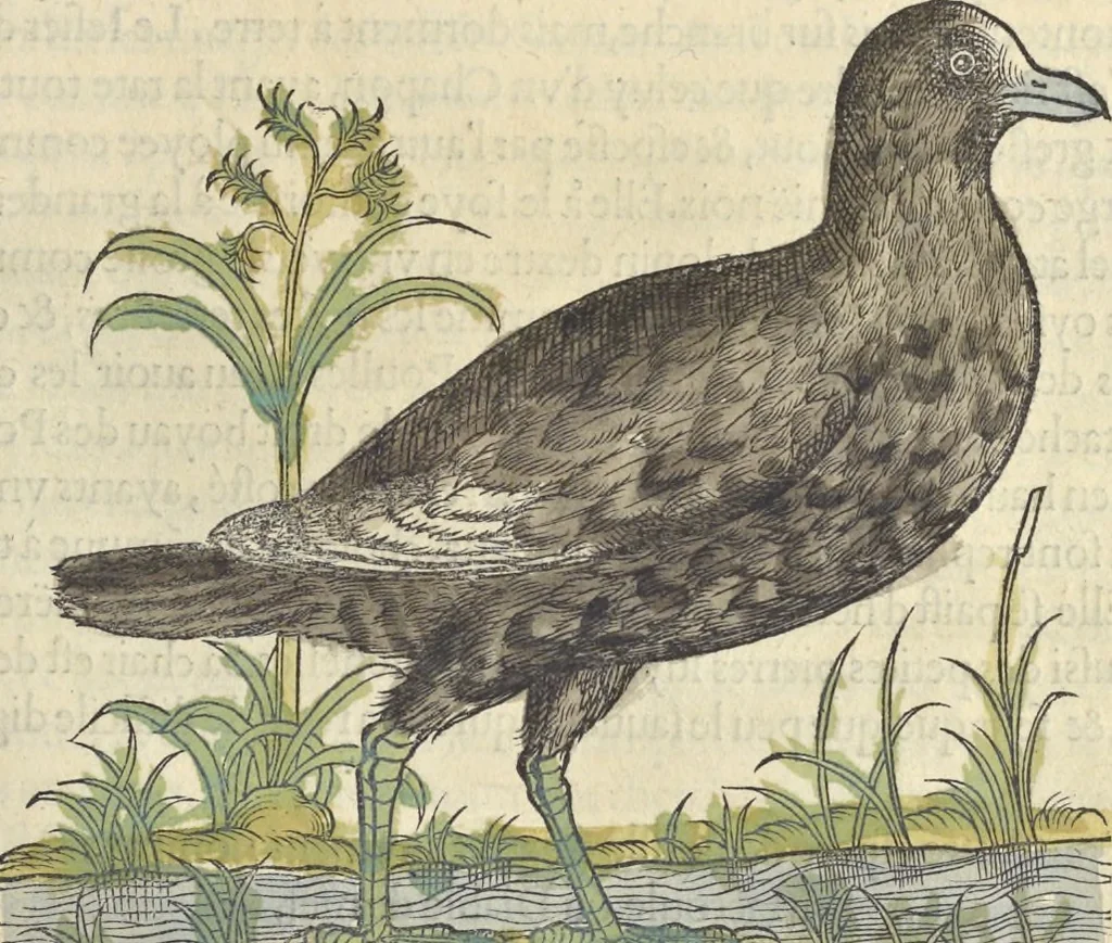 An illustration from L'histoire de la natvre des oyseavx : avec levrs descriptions, & naïfs portraicts retirez du natvrel, escrite en sept livres, 1555, leaf 212