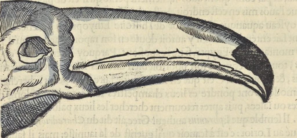 An illustration from L'histoire de la natvre des oyseavx : avec levrs descriptions, & naïfs portraicts retirez du natvrel, escrite en sept livres, 1555, leaf 215