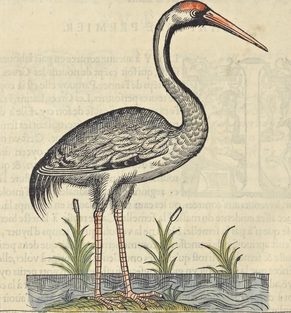 An illustration from L'histoire de la natvre des oyseavx : avec levrs descriptions, & naïfs portraicts retirez du natvrel, escrite en sept livres, 1555, leaf 219
