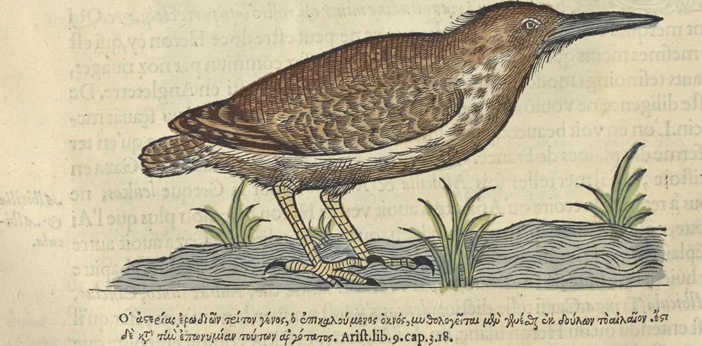 An illustration from L'histoire de la natvre des oyseavx : avec levrs descriptions, & naïfs portraicts retirez du natvrel, escrite en sept livres, 1555, leaf 223
