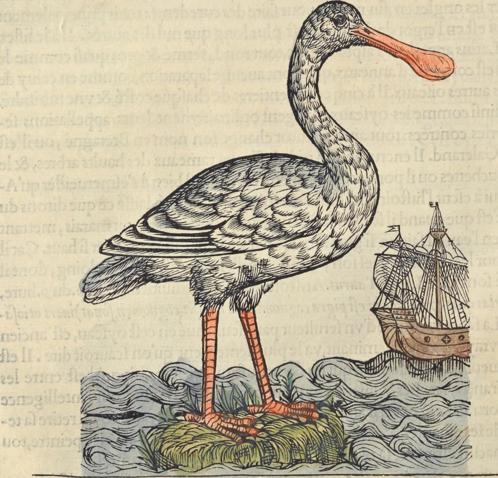 An illustration from L'histoire de la natvre des oyseavx : avec levrs descriptions, & naïfs portraicts retirez du natvrel, escrite en sept livres, 1555, leaf 225