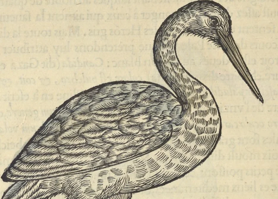 An illustration from L'histoire de la natvre des oyseavx : avec levrs descriptions, & naïfs portraicts retirez du natvrel, escrite en sept livres, 1555, leaf 227