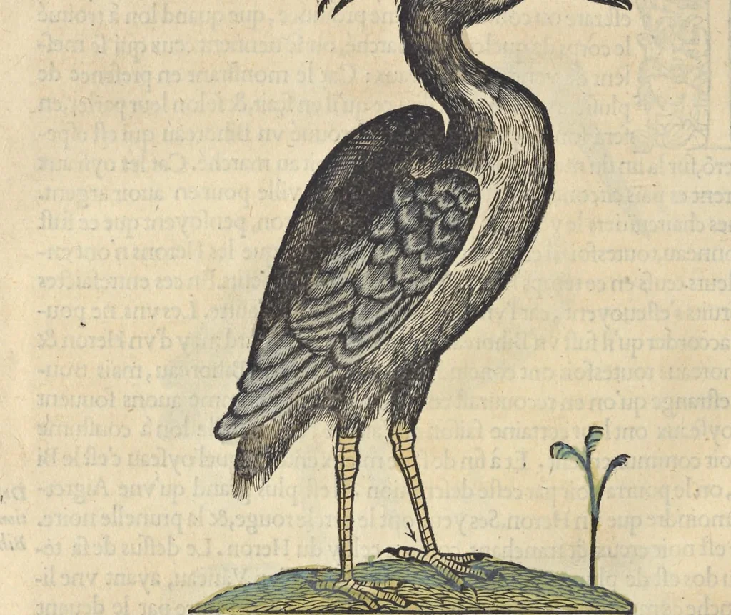 An illustration from L'histoire de la natvre des oyseavx : avec levrs descriptions, & naïfs portraicts retirez du natvrel, escrite en sept livres, 1555, leaf 229
