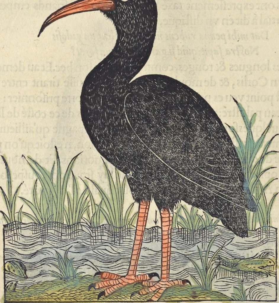 An illustration from L'histoire de la natvre des oyseavx : avec levrs descriptions, & naïfs portraicts retirez du natvrel, escrite en sept livres, 1555, leaf 231