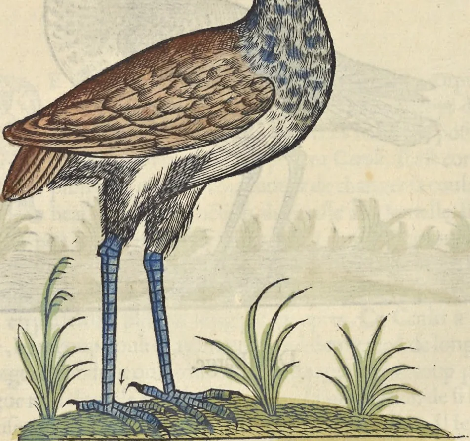 An illustration from L'histoire de la natvre des oyseavx : avec levrs descriptions, & naïfs portraicts retirez du natvrel, escrite en sept livres, 1555, leaf 237