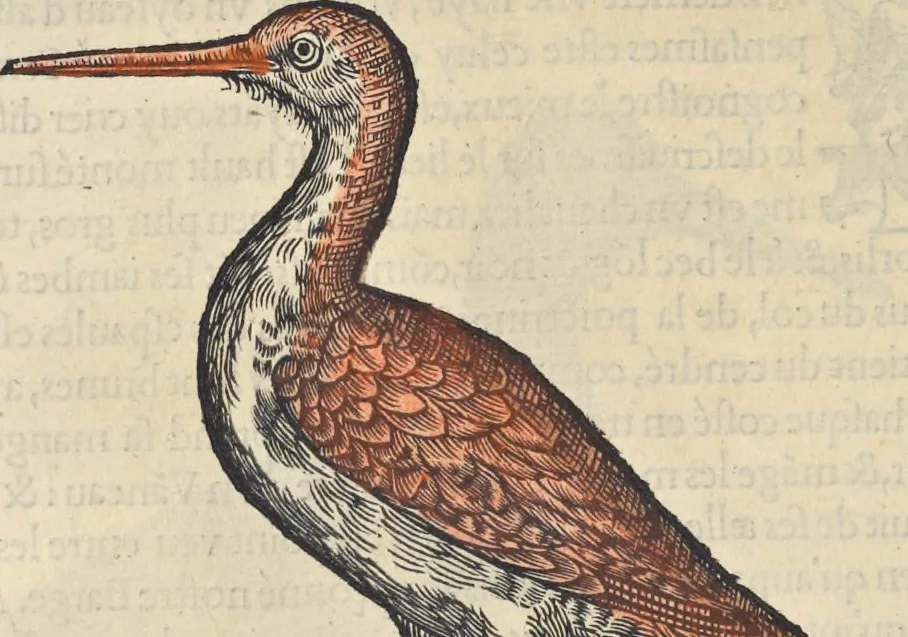 An illustration from L'histoire de la natvre des oyseavx : avec levrs descriptions, & naïfs portraicts retirez du natvrel, escrite en sept livres, 1555, leaf 239