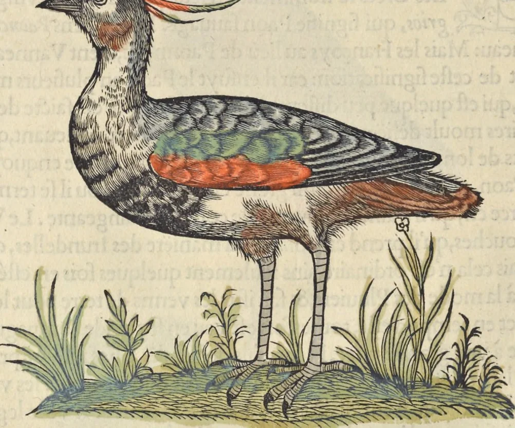 An illustration from L'histoire de la natvre des oyseavx : avec levrs descriptions, & naïfs portraicts retirez du natvrel, escrite en sept livres, 1555, leaf 241