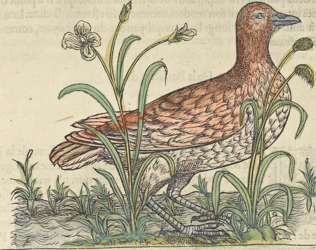 An illustration from L'histoire de la natvre des oyseavx : avec levrs descriptions, & naïfs portraicts retirez du natvrel, escrite en sept livres, 1555, leaf 243
