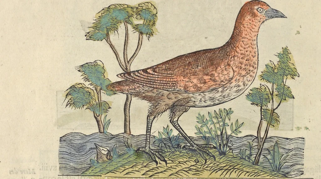 An illustration from L'histoire de la natvre des oyseavx : avec levrs descriptions, & naïfs portraicts retirez du natvrel, escrite en sept livres, 1555, leaf 245