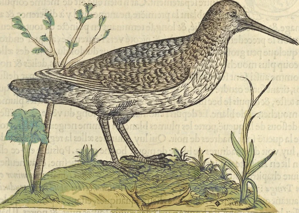An illustration from L'histoire de la natvre des oyseavx : avec levrs descriptions, & naïfs portraicts retirez du natvrel, escrite en sept livres, 1555, leaf 246
