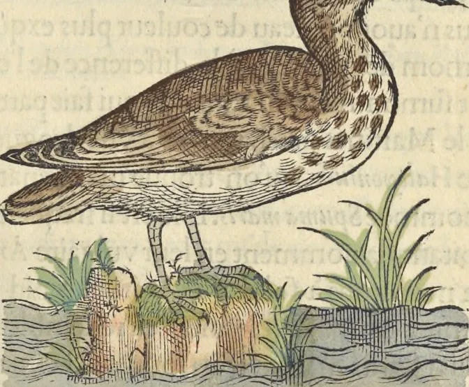 An illustration from L'histoire de la natvre des oyseavx : avec levrs descriptions, & naïfs portraicts retirez du natvrel, escrite en sept livres, 1555, leaf 248