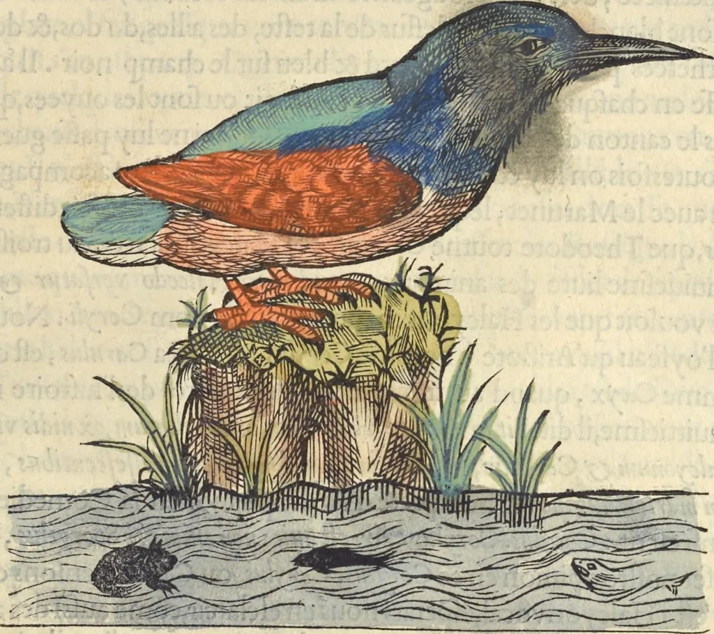 An illustration from L'histoire de la natvre des oyseavx : avec levrs descriptions, & naïfs portraicts retirez du natvrel, escrite en sept livres, 1555, leaf 250
