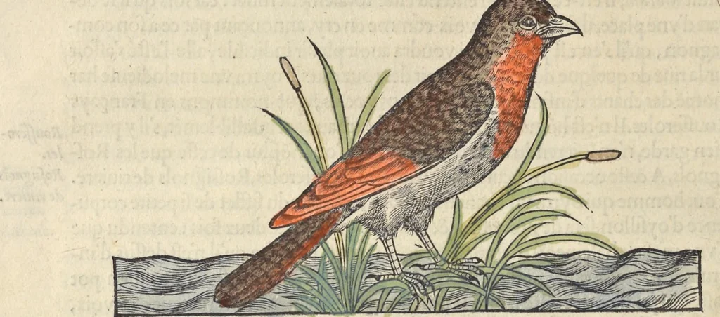 An illustration from L'histoire de la natvre des oyseavx : avec levrs descriptions, & naïfs portraicts retirez du natvrel, escrite en sept livres, 1555, leaf 253