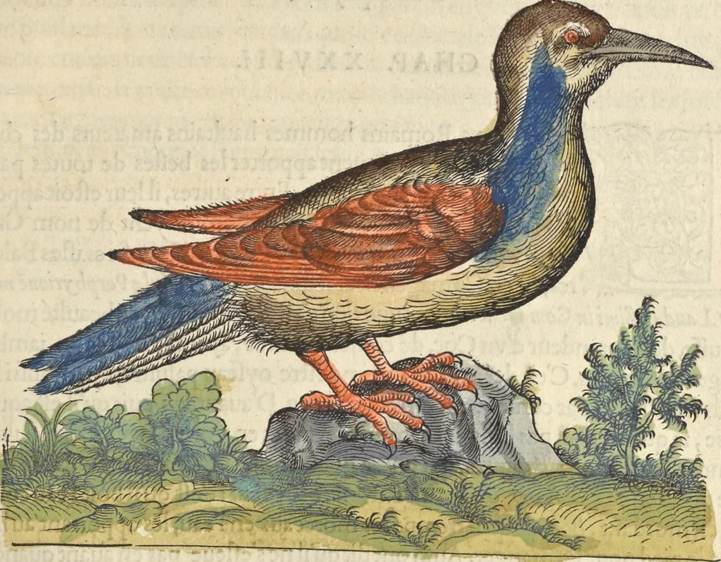 An illustration from L'histoire de la natvre des oyseavx : avec levrs descriptions, & naïfs portraicts retirez du natvrel, escrite en sept livres, 1555, leaf 256