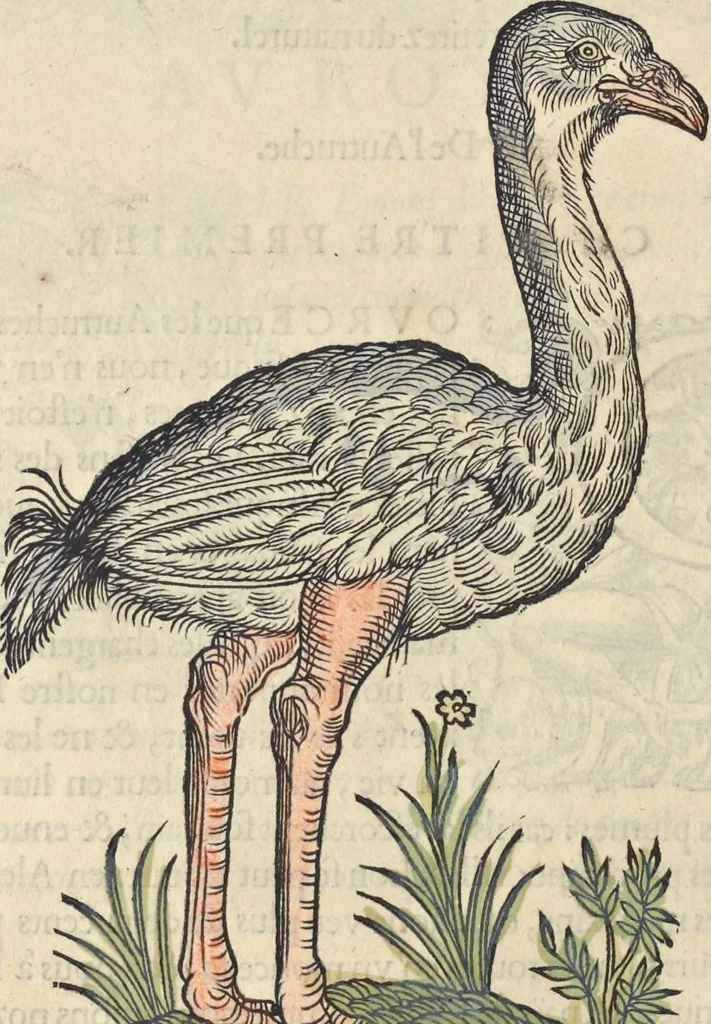 An illustration from L'histoire de la natvre des oyseavx : avec levrs descriptions, & naïfs portraicts retirez du natvrel, escrite en sept livres, 1555, leaf 263