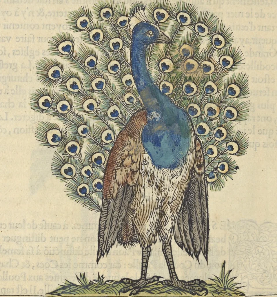 An illustration from L'histoire de la natvre des oyseavx : avec levrs descriptions, & naïfs portraicts retirez du natvrel, escrite en sept livres, 1555, leaf 265
