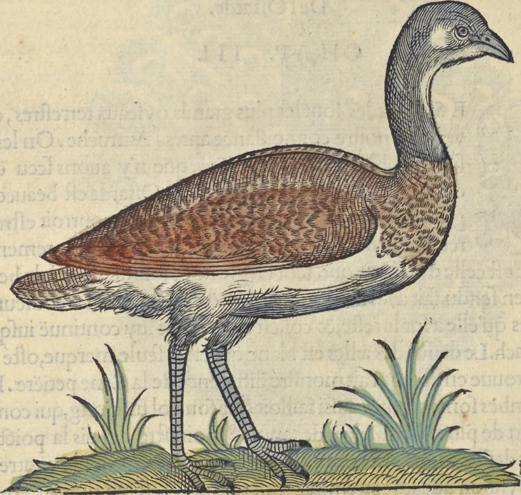 An illustration from L'histoire de la natvre des oyseavx : avec levrs descriptions, & naïfs portraicts retirez du natvrel, escrite en sept livres, 1555, leaf 267