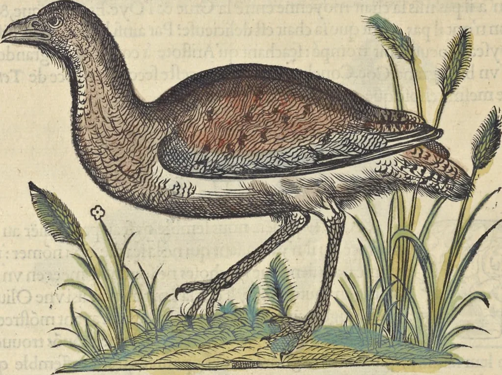 An illustration from L'histoire de la natvre des oyseavx : avec levrs descriptions, & naïfs portraicts retirez du natvrel, escrite en sept livres, 1555, leaf 269