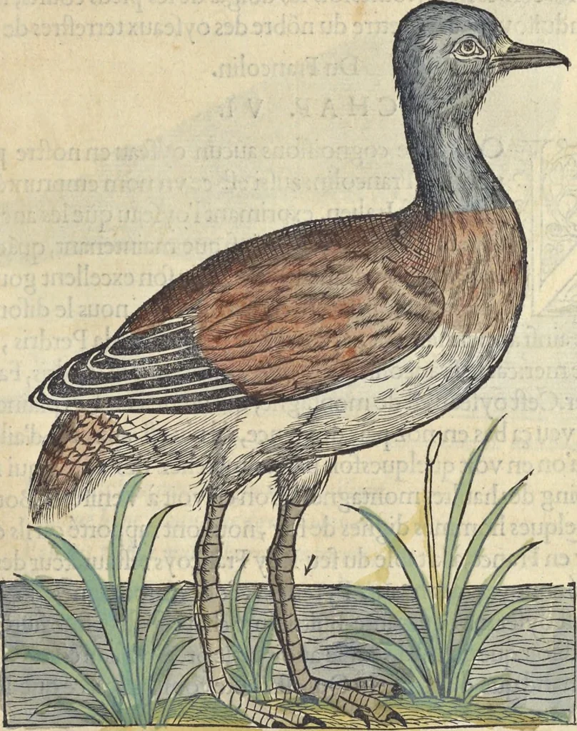 An illustration from L'histoire de la natvre des oyseavx : avec levrs descriptions, & naïfs portraicts retirez du natvrel, escrite en sept livres, 1555, leaf 270