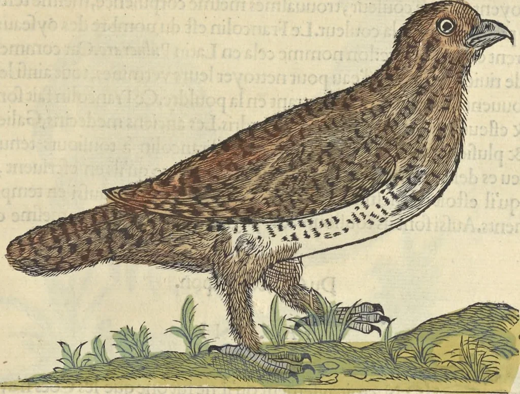 An illustration from L'histoire de la natvre des oyseavx : avec levrs descriptions, & naïfs portraicts retirez du natvrel, escrite en sept livres, 1555, leaf 272