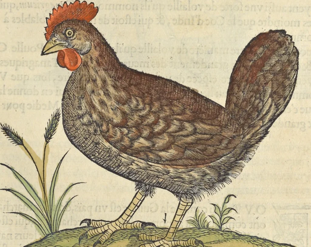 An illustration from L'histoire de la natvre des oyseavx : avec levrs descriptions, & naïfs portraicts retirez du natvrel, escrite en sept livres, 1555, leaf 276