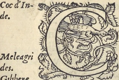 An illustration from L'histoire de la natvre des oyseavx : avec levrs descriptions, & naïfs portraicts retirez du natvrel, escrite en sept livres, 1555, leaf 279