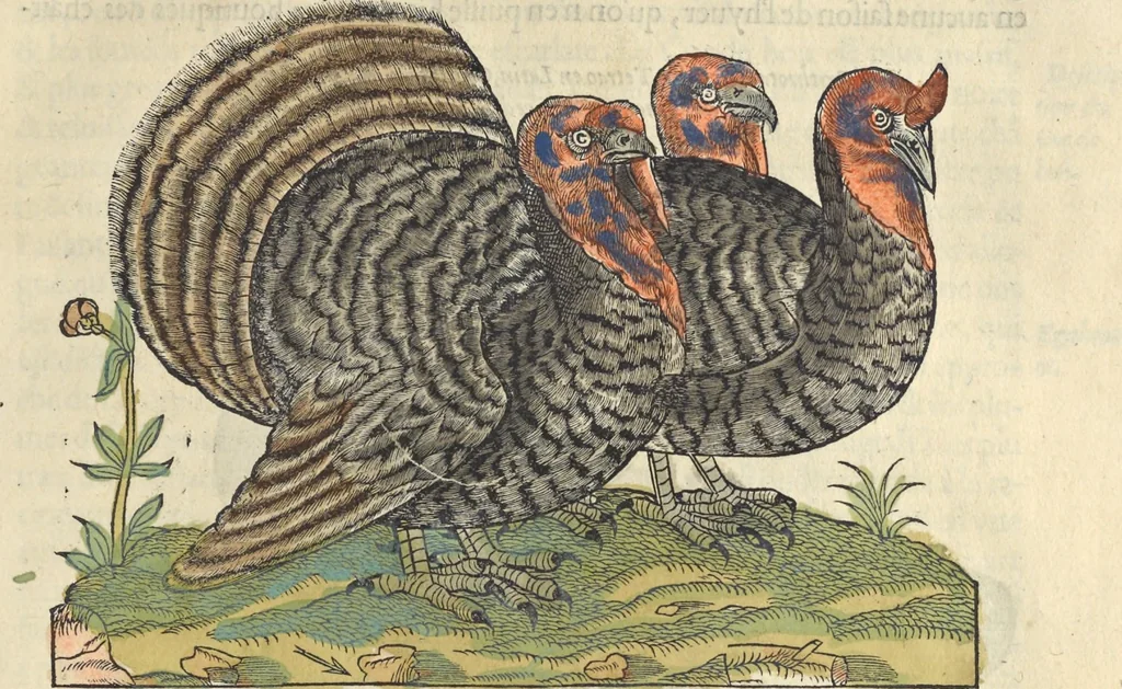 An illustration from L'histoire de la natvre des oyseavx : avec levrs descriptions, & naïfs portraicts retirez du natvrel, escrite en sept livres, 1555, leaf 280