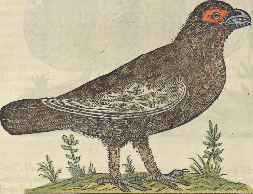 An illustration from L'histoire de la natvre des oyseavx : avec levrs descriptions, & naïfs portraicts retirez du natvrel, escrite en sept livres, 1555, leaf 281