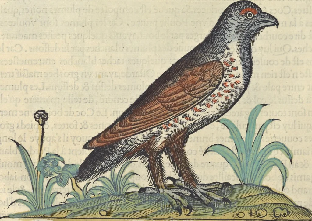 An illustration from L'histoire de la natvre des oyseavx : avec levrs descriptions, & naïfs portraicts retirez du natvrel, escrite en sept livres, 1555, leaf 283