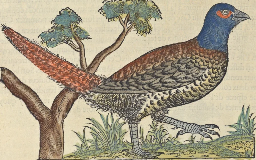 An illustration from L'histoire de la natvre des oyseavx : avec levrs descriptions, & naïfs portraicts retirez du natvrel, escrite en sept livres, 1555, leaf 285