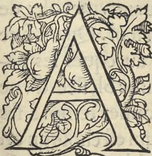 An illustration from L'histoire de la natvre des oyseavx : avec levrs descriptions, & naïfs portraicts retirez du natvrel, escrite en sept livres, 1555, leaf 286