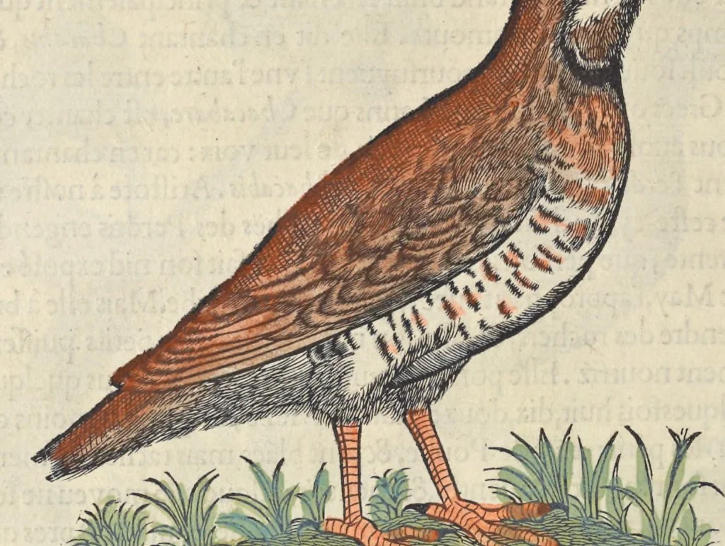 An illustration from L'histoire de la natvre des oyseavx : avec levrs descriptions, & naïfs portraicts retirez du natvrel, escrite en sept livres, 1555, leaf 287