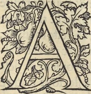 An illustration from L'histoire de la natvre des oyseavx : avec levrs descriptions, & naïfs portraicts retirez du natvrel, escrite en sept livres, 1555, leaf 288