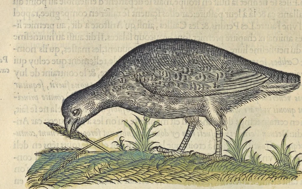 An illustration from L'histoire de la natvre des oyseavx : avec levrs descriptions, & naïfs portraicts retirez du natvrel, escrite en sept livres, 1555, leaf 289