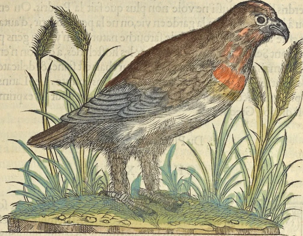 An illustration from L'histoire de la natvre des oyseavx : avec levrs descriptions, & naïfs portraicts retirez du natvrel, escrite en sept livres, 1555, leaf 290