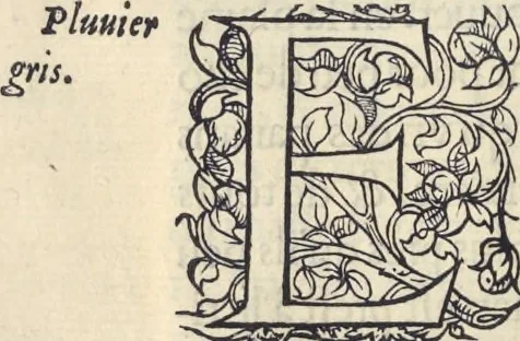 An illustration from L'histoire de la natvre des oyseavx : avec levrs descriptions, & naïfs portraicts retirez du natvrel, escrite en sept livres, 1555, leaf 293