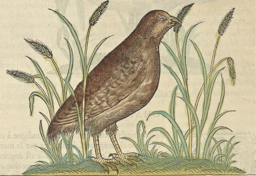 An illustration from L'histoire de la natvre des oyseavx : avec levrs descriptions, & naïfs portraicts retirez du natvrel, escrite en sept livres, 1555, leaf 295