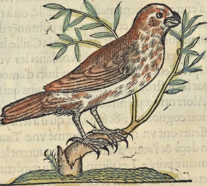 An illustration from L'histoire de la natvre des oyseavx : avec levrs descriptions, & naïfs portraicts retirez du natvrel, escrite en sept livres, 1555, leaf 297