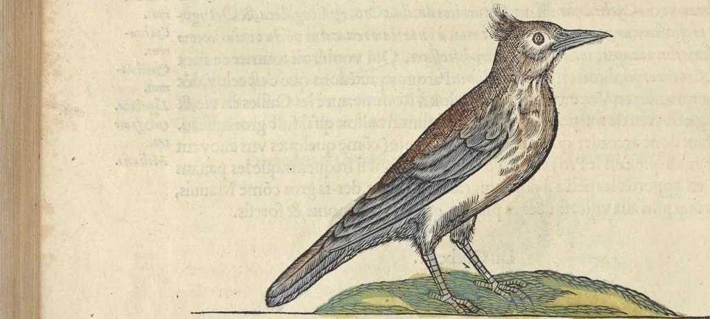 An illustration from L'histoire de la natvre des oyseavx : avec levrs descriptions, & naïfs portraicts retirez du natvrel, escrite en sept livres, 1555, leaf 299