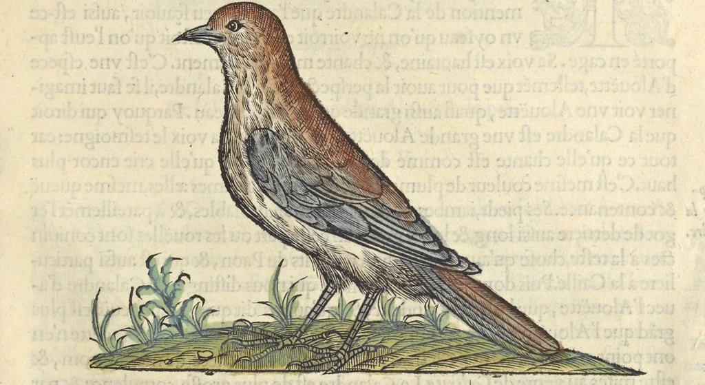 An illustration from L'histoire de la natvre des oyseavx : avec levrs descriptions, & naïfs portraicts retirez du natvrel, escrite en sept livres, 1555, leaf 300