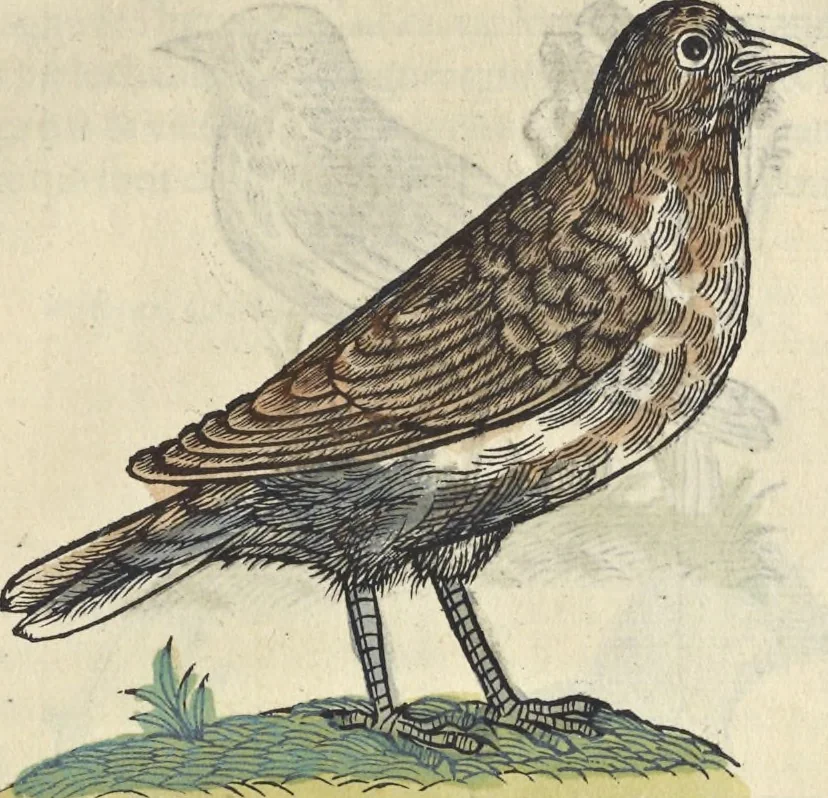 An illustration from L'histoire de la natvre des oyseavx : avec levrs descriptions, & naïfs portraicts retirez du natvrel, escrite en sept livres, 1555, leaf 302