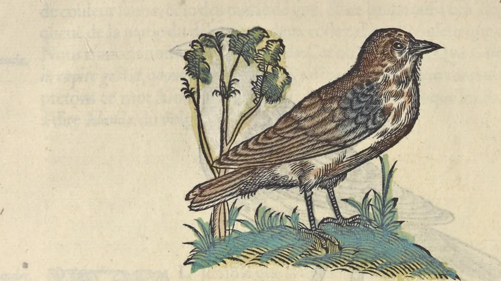 An illustration from L'histoire de la natvre des oyseavx : avec levrs descriptions, & naïfs portraicts retirez du natvrel, escrite en sept livres, 1555, leaf 303