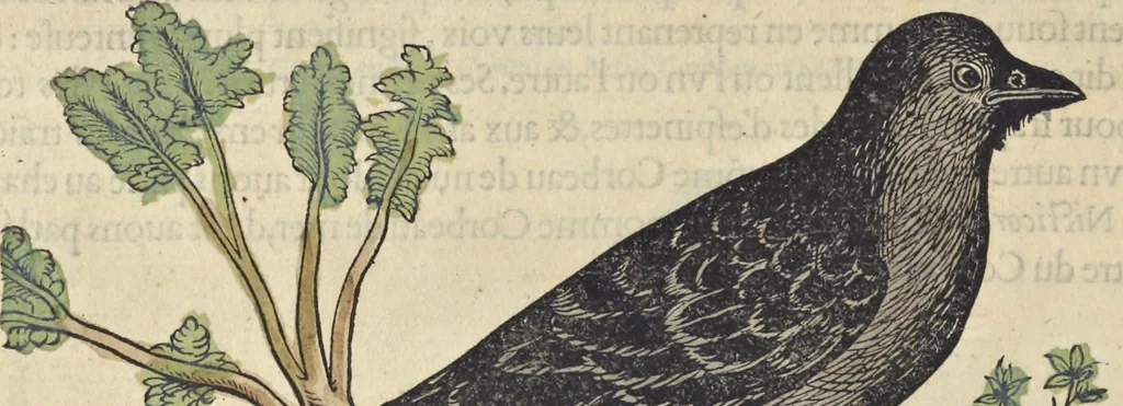 An illustration from L'histoire de la natvre des oyseavx : avec levrs descriptions, & naïfs portraicts retirez du natvrel, escrite en sept livres, 1555, leaf 313