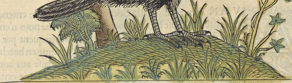 An illustration from L'histoire de la natvre des oyseavx : avec levrs descriptions, & naïfs portraicts retirez du natvrel, escrite en sept livres, 1555, leaf 313